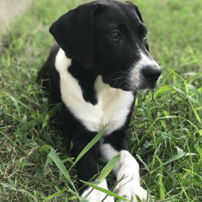 What I Learned my First Week of Having a Puppy
